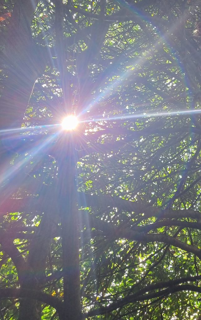 sun shining through the favourite climbing tree